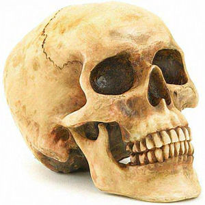 Home Decor Grinning Highly Realistic Replica Human Skull‎ Statue